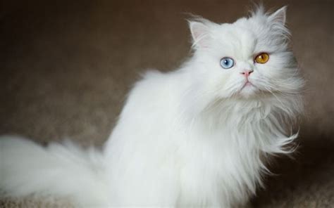 Female Persian Cat