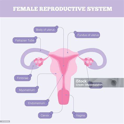 Female Reproductive System Chart