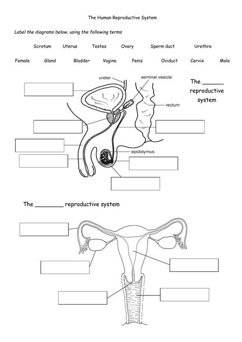 Female Reproductive System Worksheet