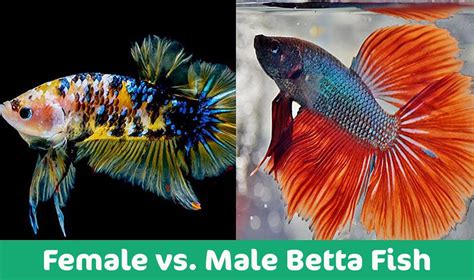 Female Vs Male Betta Fish