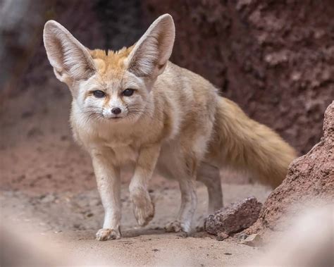 Fennec Foxes