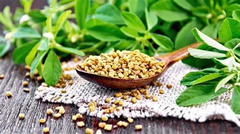 Fenugreek & Breast Milk: Benefits & Side Effects