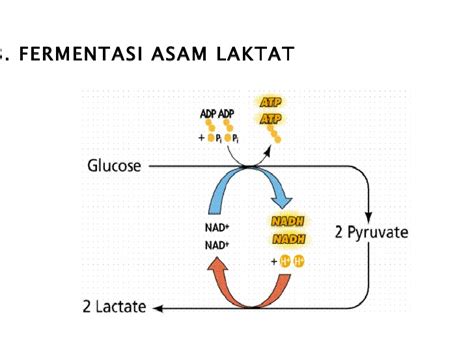 Pernyataan Dibawah Ini yang Tepat untuk Fermentasi Asam Laktat adalah