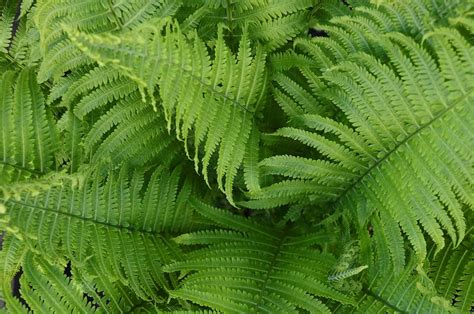 Ferns%3A Ancient Greenery