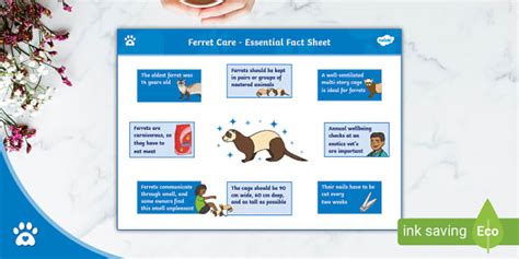 Ferret Care Sheet