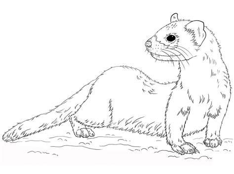 Ferret Coloring Pages