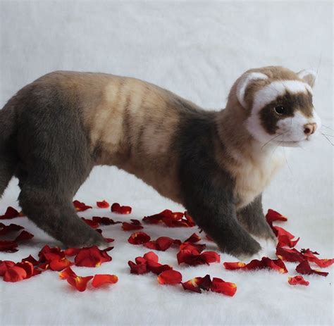 Ferret Stuffed Animal