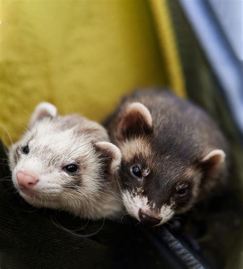 Fun Facts about Ferrets Petco