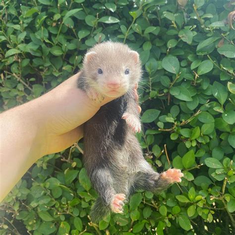 Ferrets For Sale
