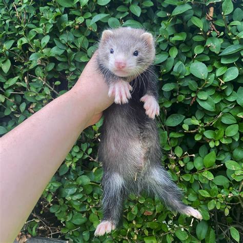 Ferrets For Sale Near Me