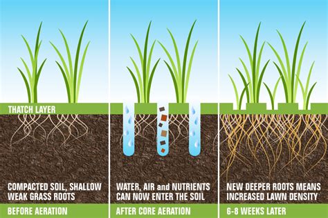 Fertilization and Aeration