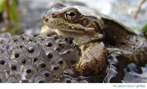Fertilization in frogs