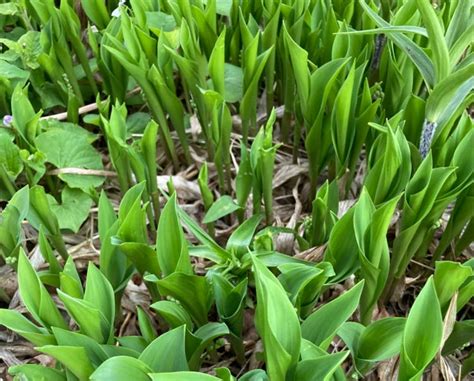 Fertilizing Lily of the Valley