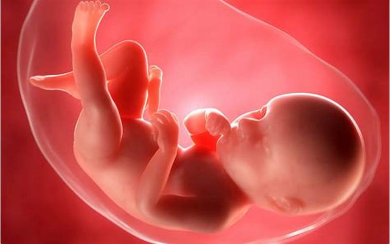 Fetal Development At 39 Weeks