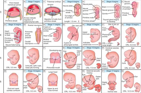 Fetal Development: Organs Forming Perfectly Now