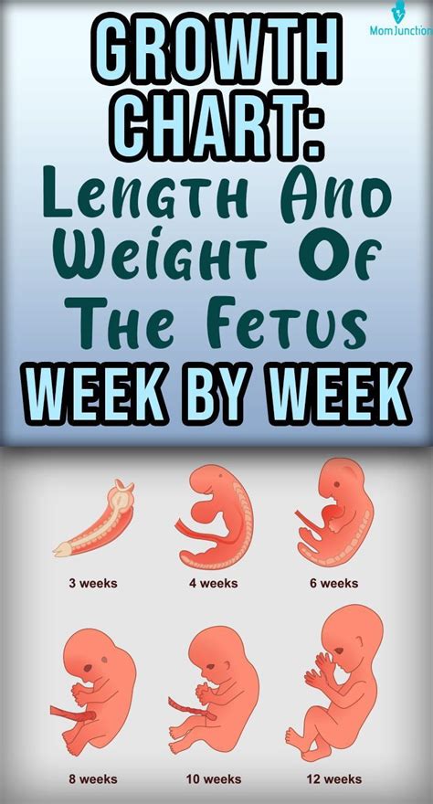 Fetal Development: Week-by-Week Growth & Milestones