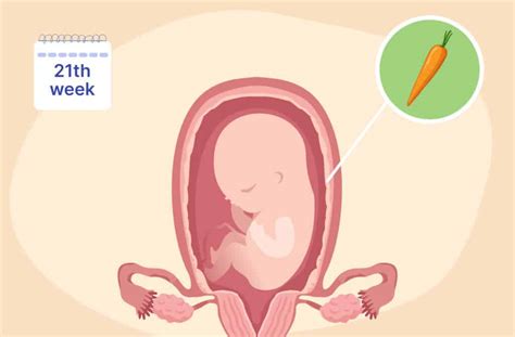 Fetal Development at 21 Weeks: Health & Growth
