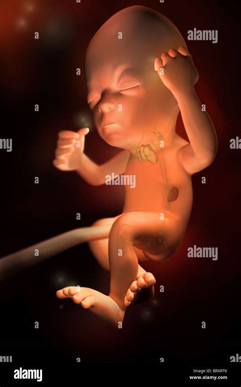 Fetal Development at 26 Weeks: Health & Tips