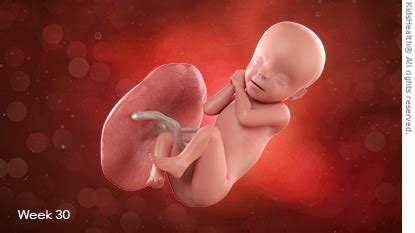 Fetal Development at 30 Weeks: Health & Growth