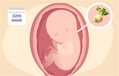 Fetal Development at 32 Weeks: Health & Growth