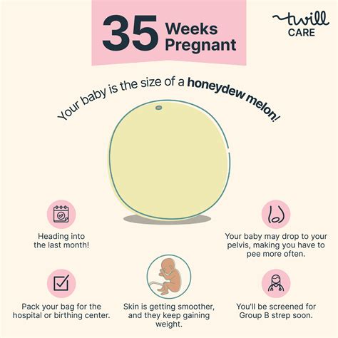 Fetal Development at 35 Weeks: Health & Growth