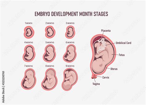 Fetus Development: 9 Months & Birth Prep