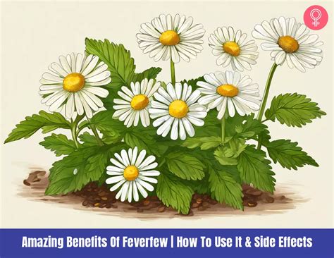 Discover How Feverfew Can Transform Your Skin's Health!
