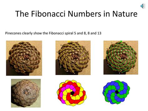 Fibonacci Numbers in Nature