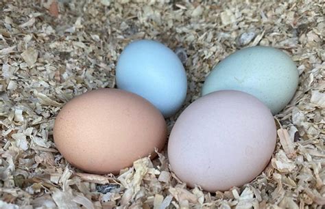 Fibro Easter Egger Egg Color