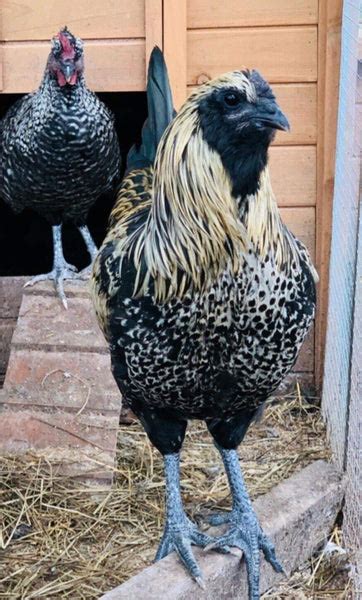 Fibro Easter Egger Rooster