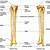 Fibula Anatomy