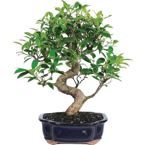 Contoh Ficus Bonsai