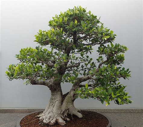 Ficus Microcarpa Bonsai