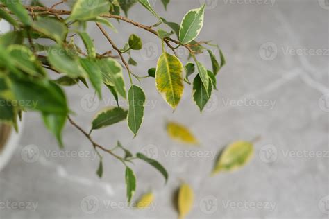 Ficus Yellow Leaves
