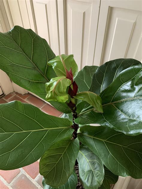 Fiddle Leaf Fig Leaves Curling