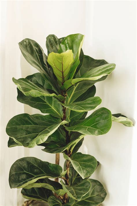 Fiddle Leaf Fig Poisonous: Is Your Favorite Houseplant Harmful?