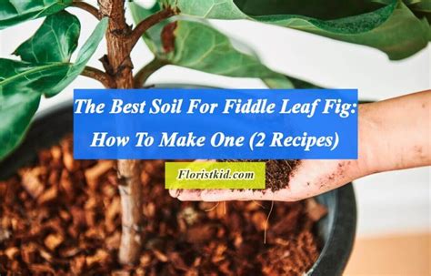 Fiddle Leaf Fig Soil Recipe