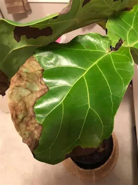 Fiddle.Leaf Dropping Leaves