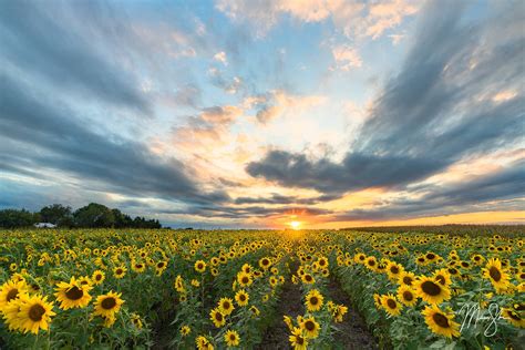 Unleashing the Power of Nature: Discover the Blissful Beauty of Kansas' Majestic Field of Sunflowers