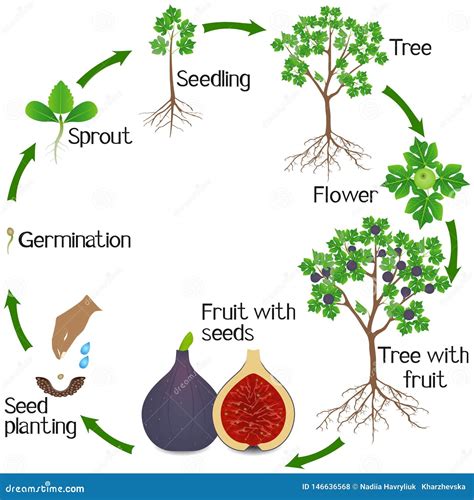 Fig Tree Fruit Cycle