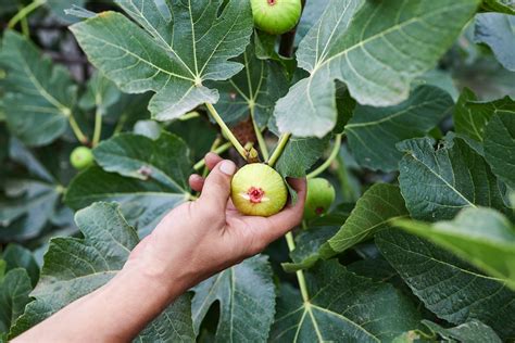 Fig Tree Image