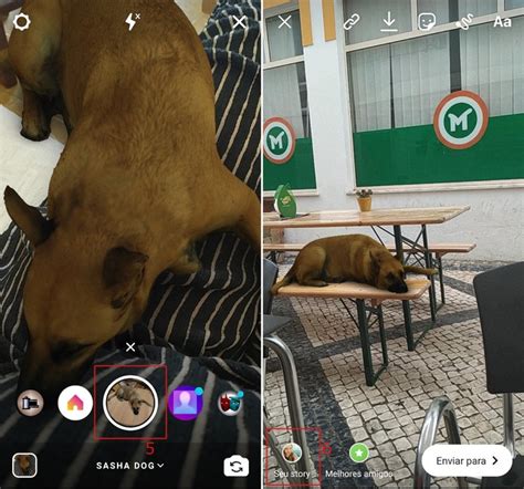 Cara Menjaga Filter Anjing di Instagram di Indonesia