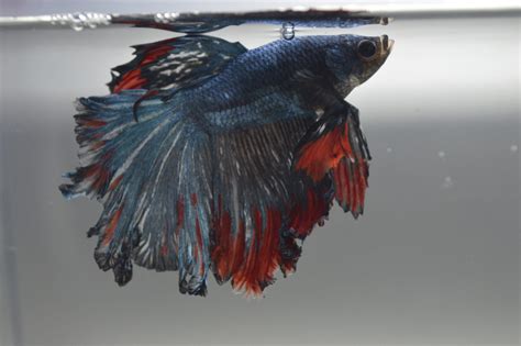Fin Rot Betta Symptoms