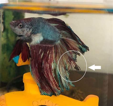 Fin Rot In Betta