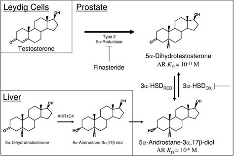 Finasteride Targets DHT