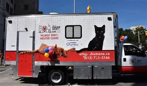 Finding Affordable Spay Options