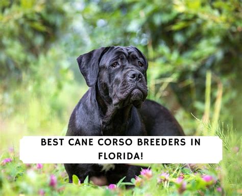 Finding Reputable Cane Corso Breeders in Florida