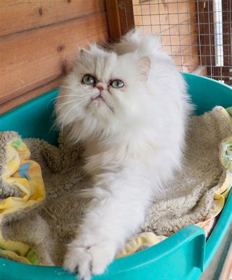 Finding Reputable Chinchilla Persian Rescue Organizations