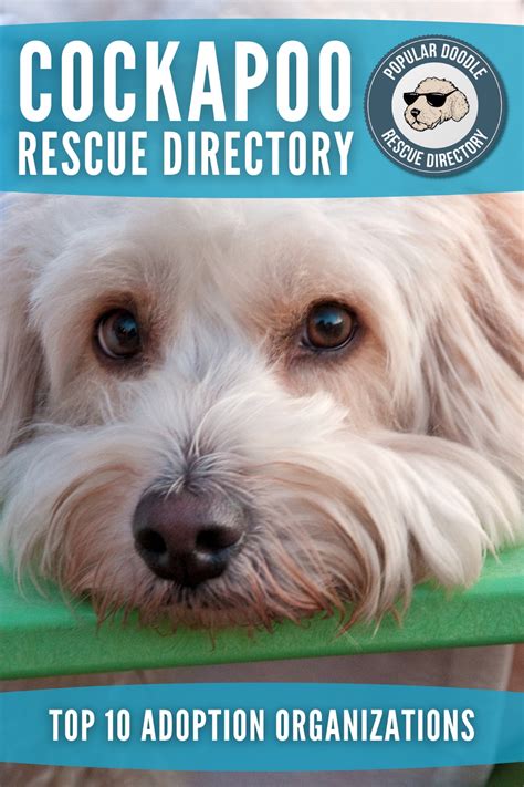 Finding Reputable Dog Rescue Organizations