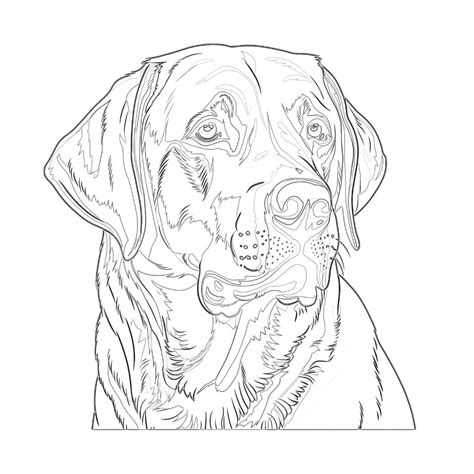 Finding Your Ideal Coloring Page Labrador Template